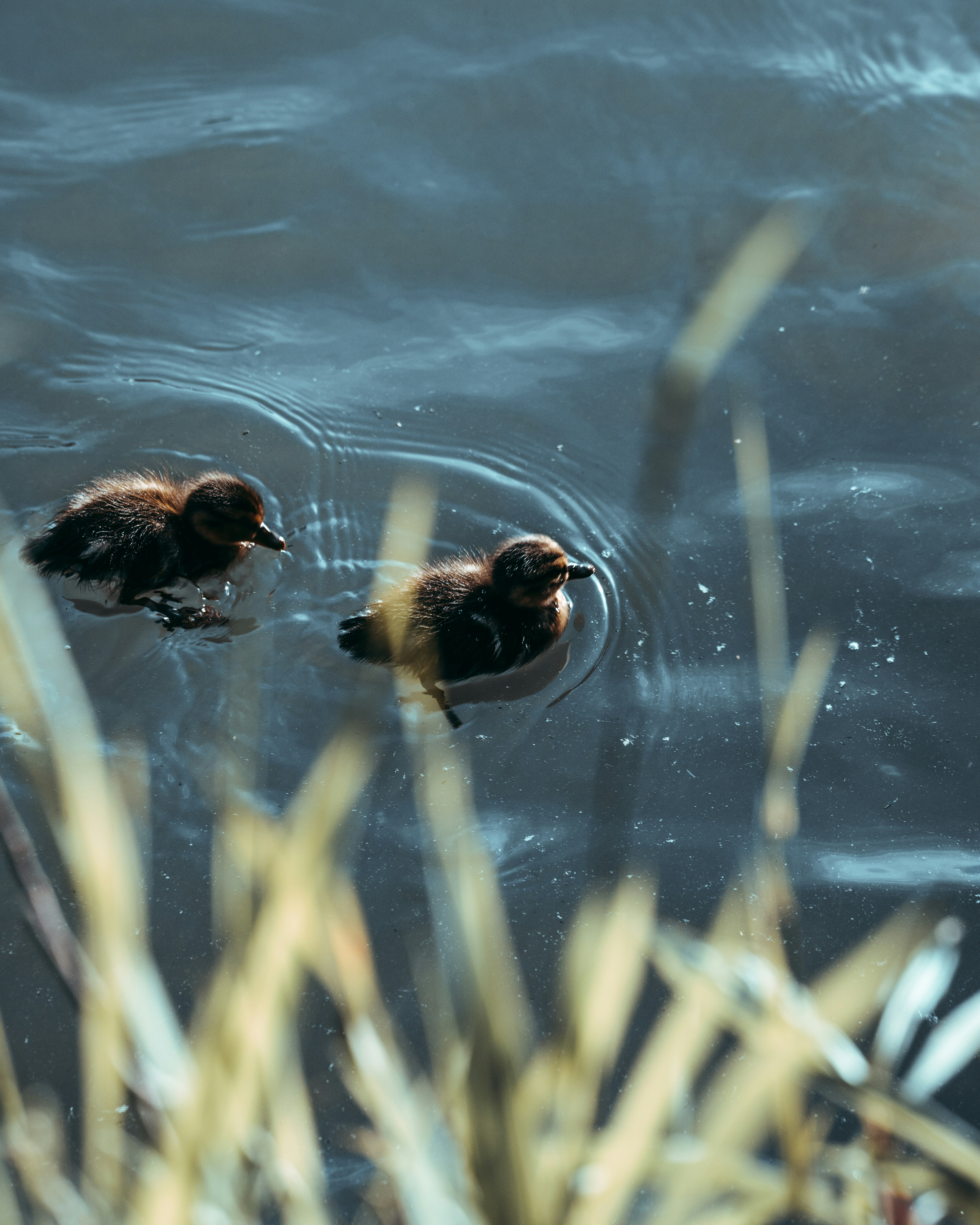 a couple of ducks floating on top of a lake