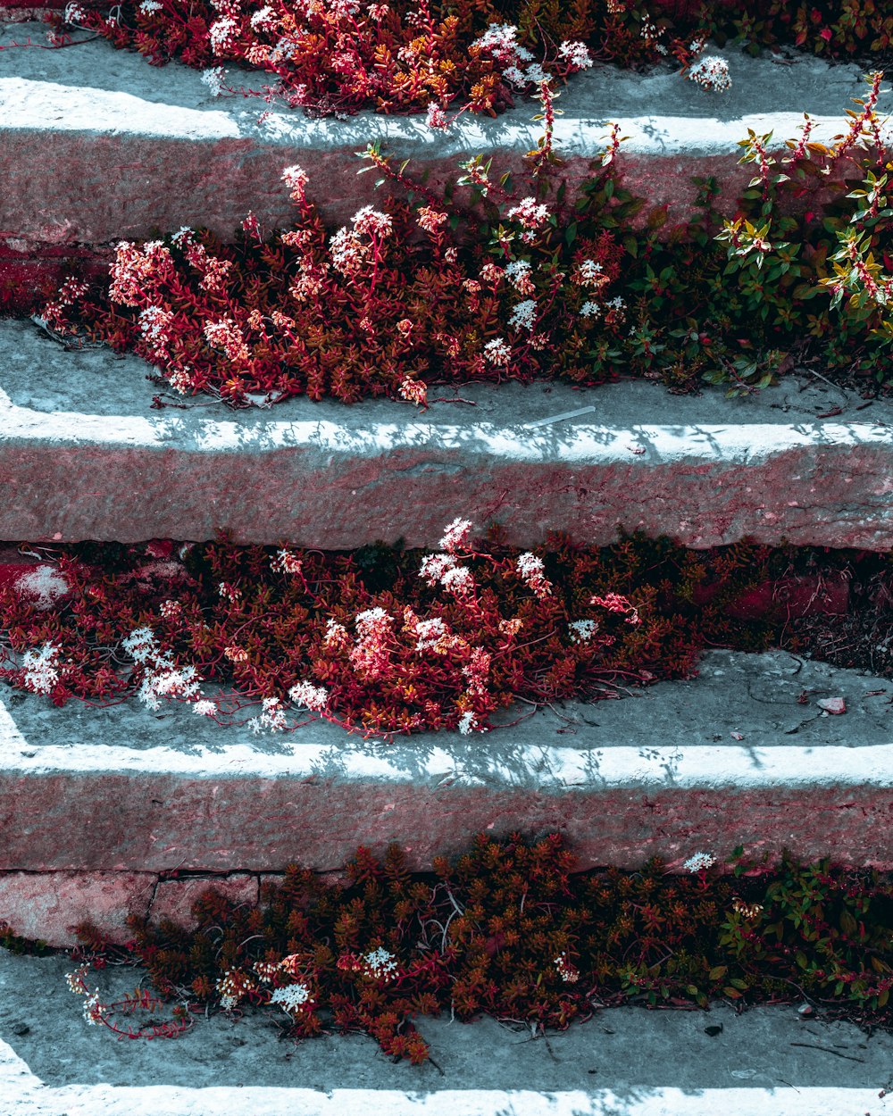 a bunch of flowers that are on some steps