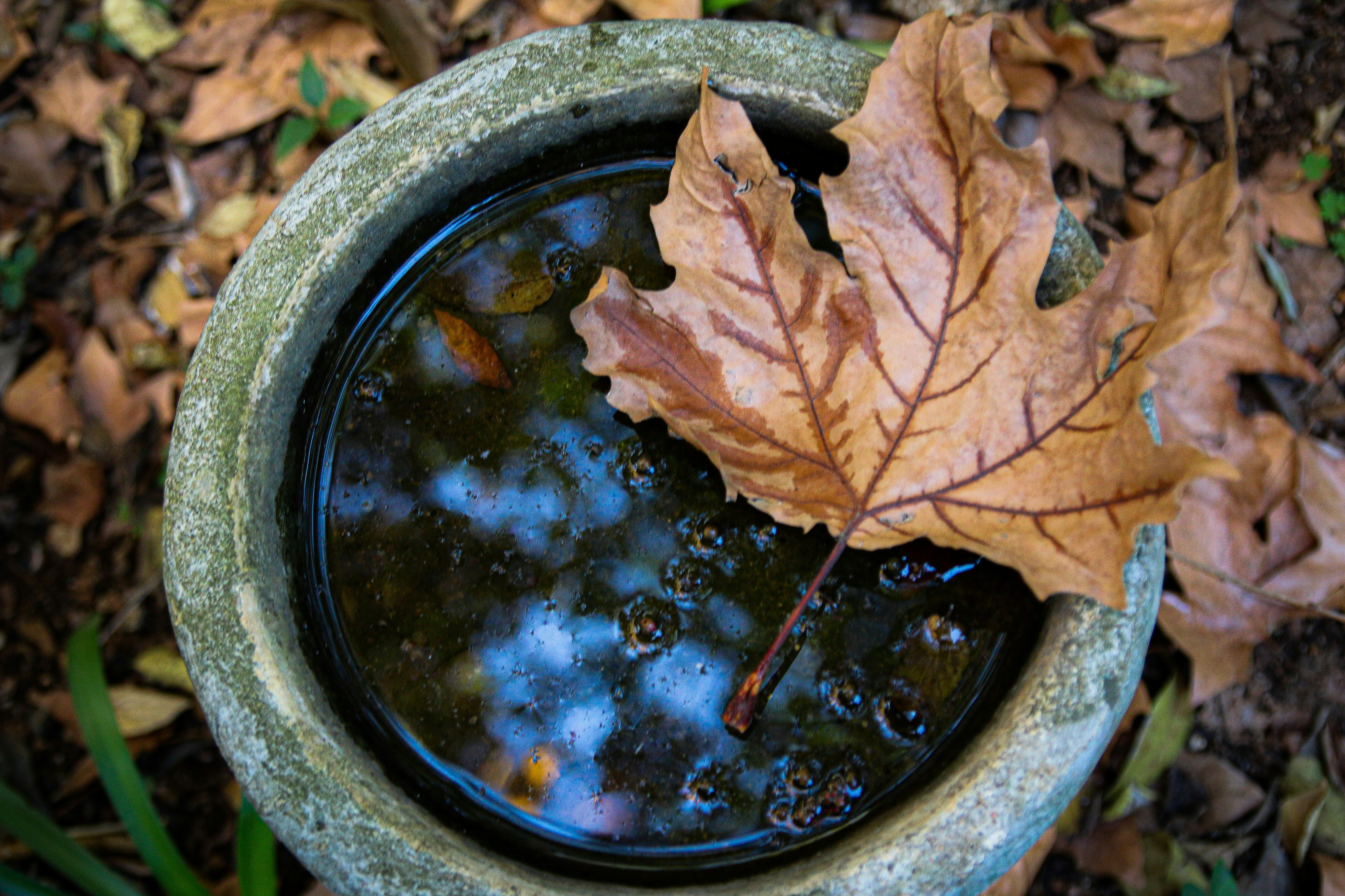 ein Blatt, das in einer Schüssel mit Wasser sitzt