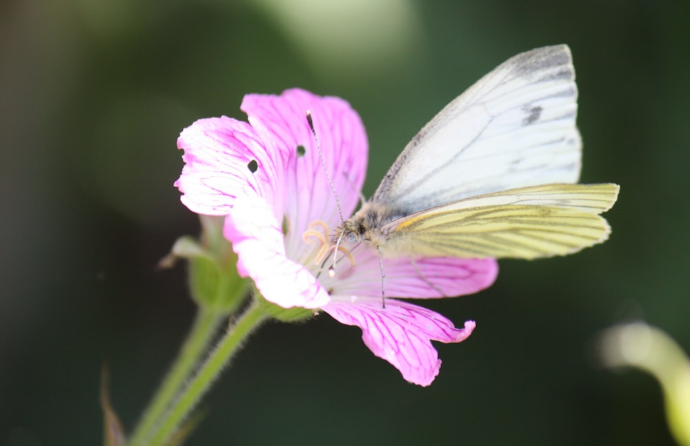 a white butterfly sitting on a pink flower