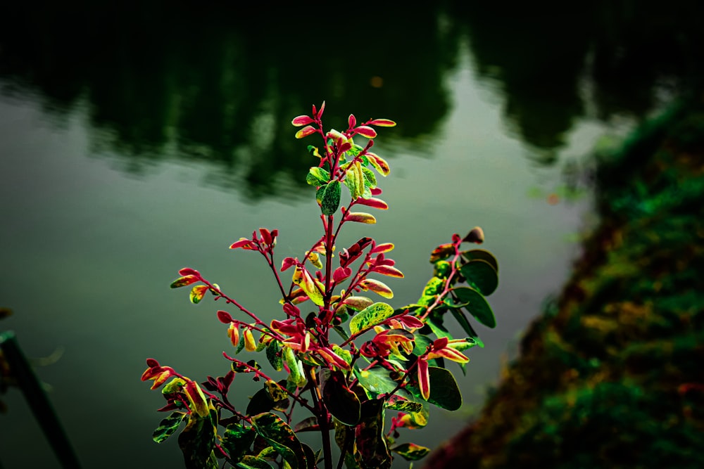 a plant with red and yellow flowers in front of a body of water