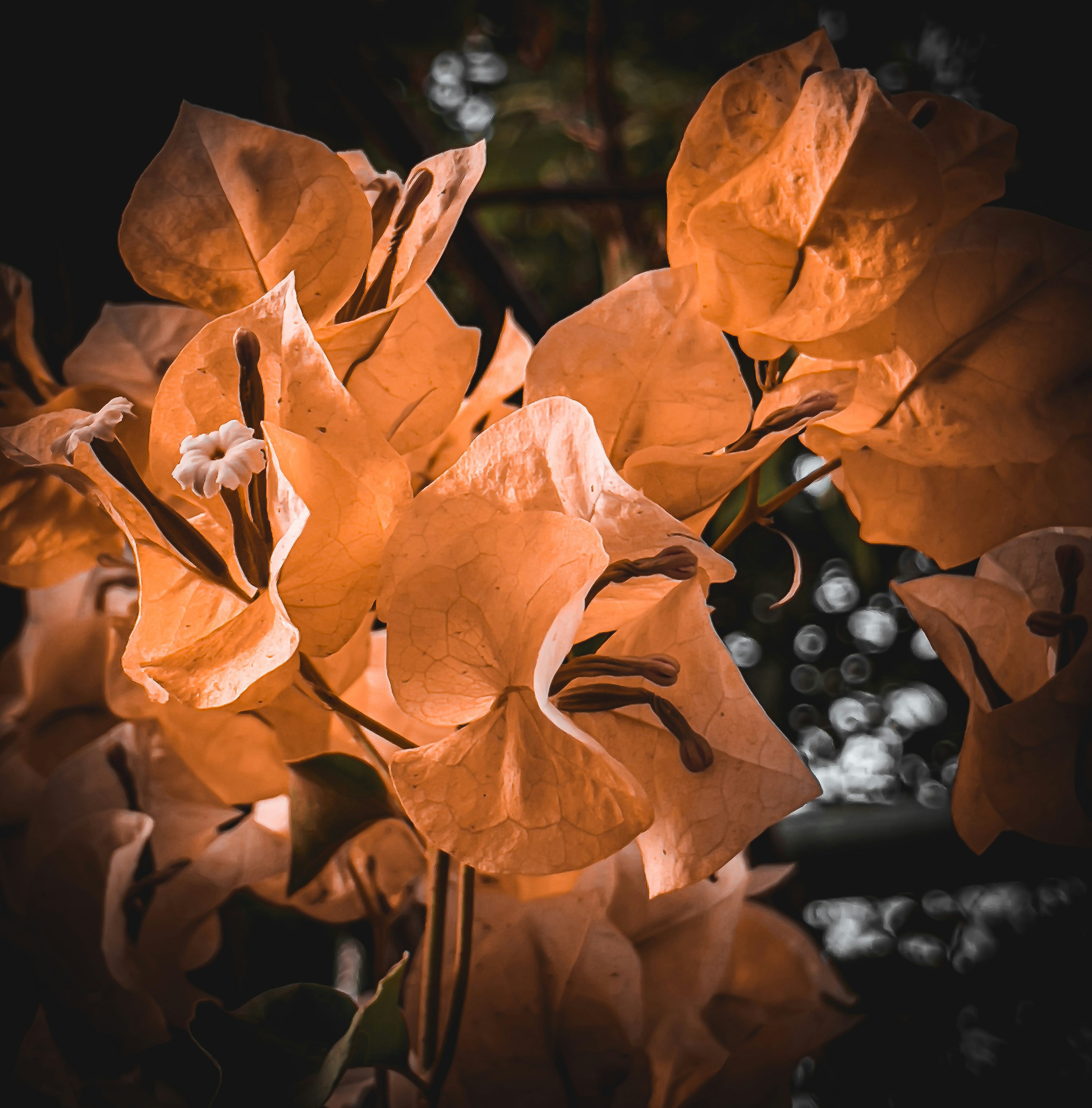 Photo by shamoil326