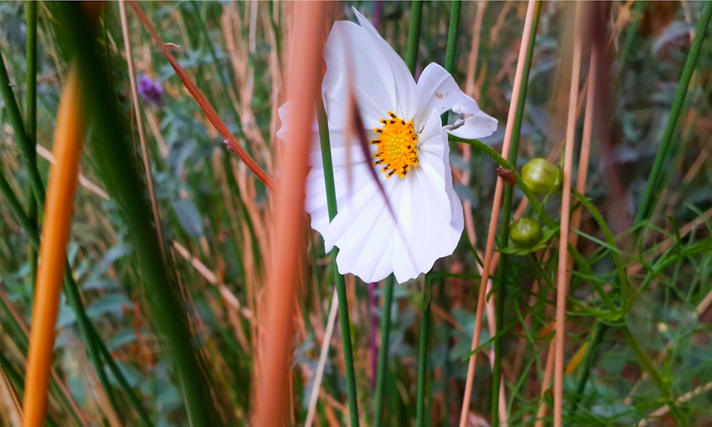une fleur blanche avec un centre jaune entouré d’herbes hautes