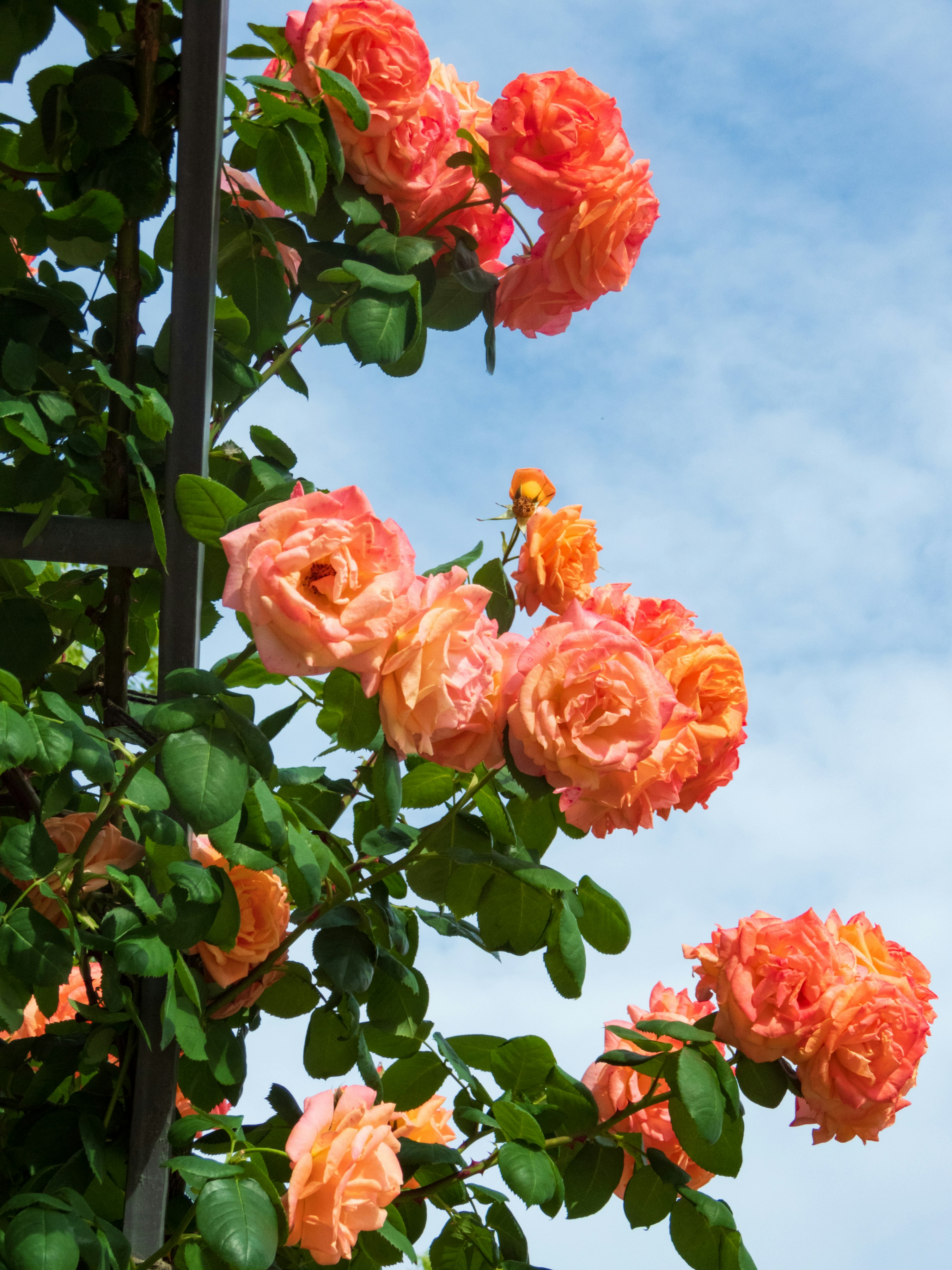 Photo by heppoko_yama