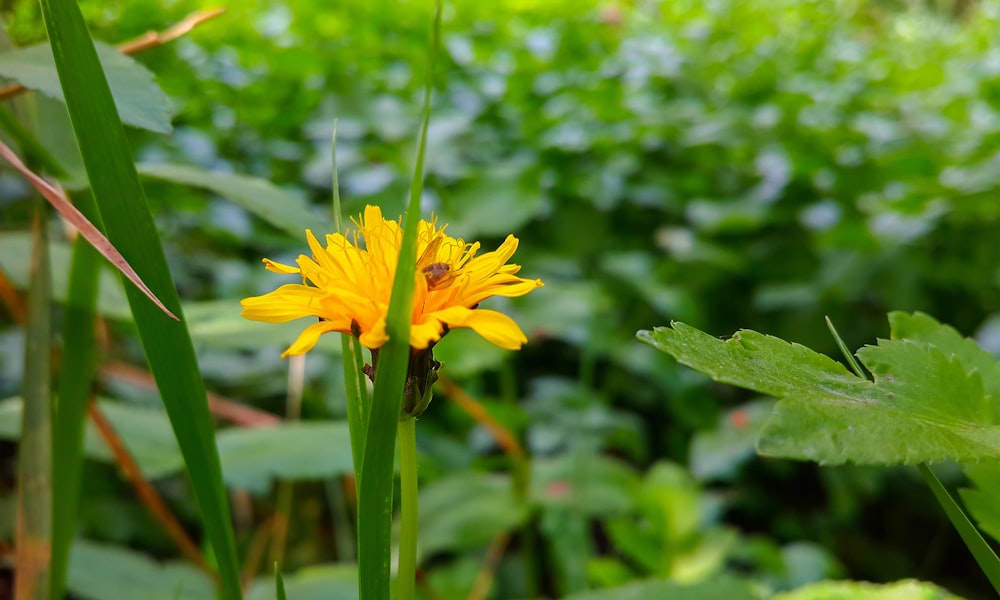 a yellow flower in the middle of a green field