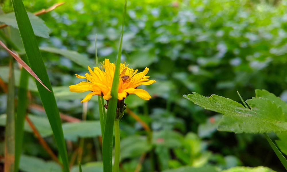 eine gelbe Blume in der Mitte eines grünen Feldes