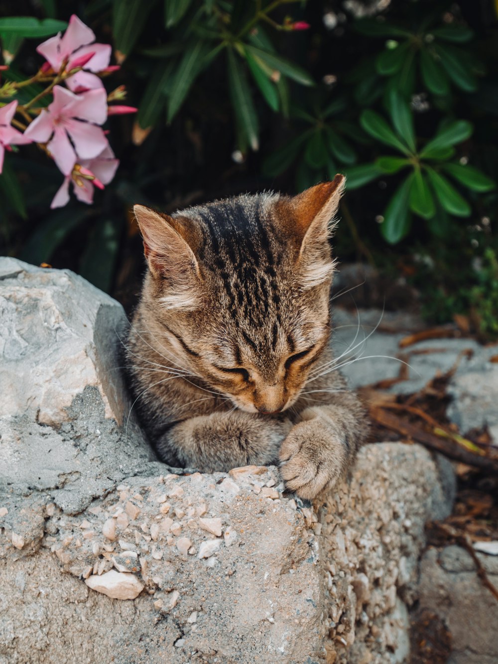 a cat laying on top of a rock next to a flower