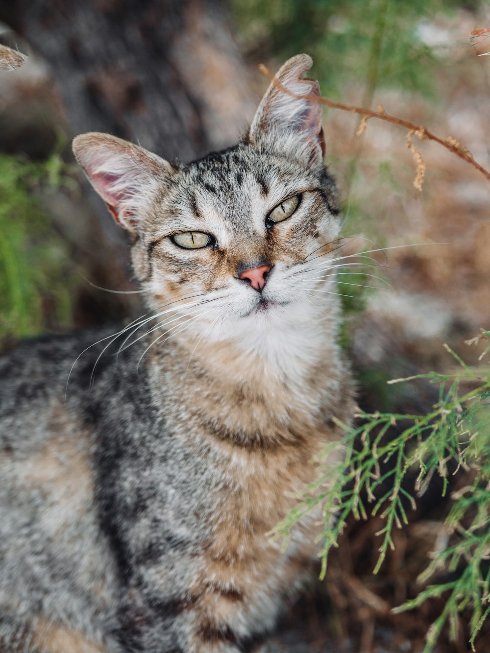 a close up of a cat near a tree