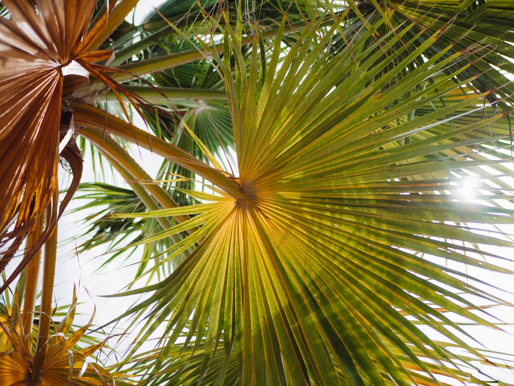 a close up of the leaves of a palm tree