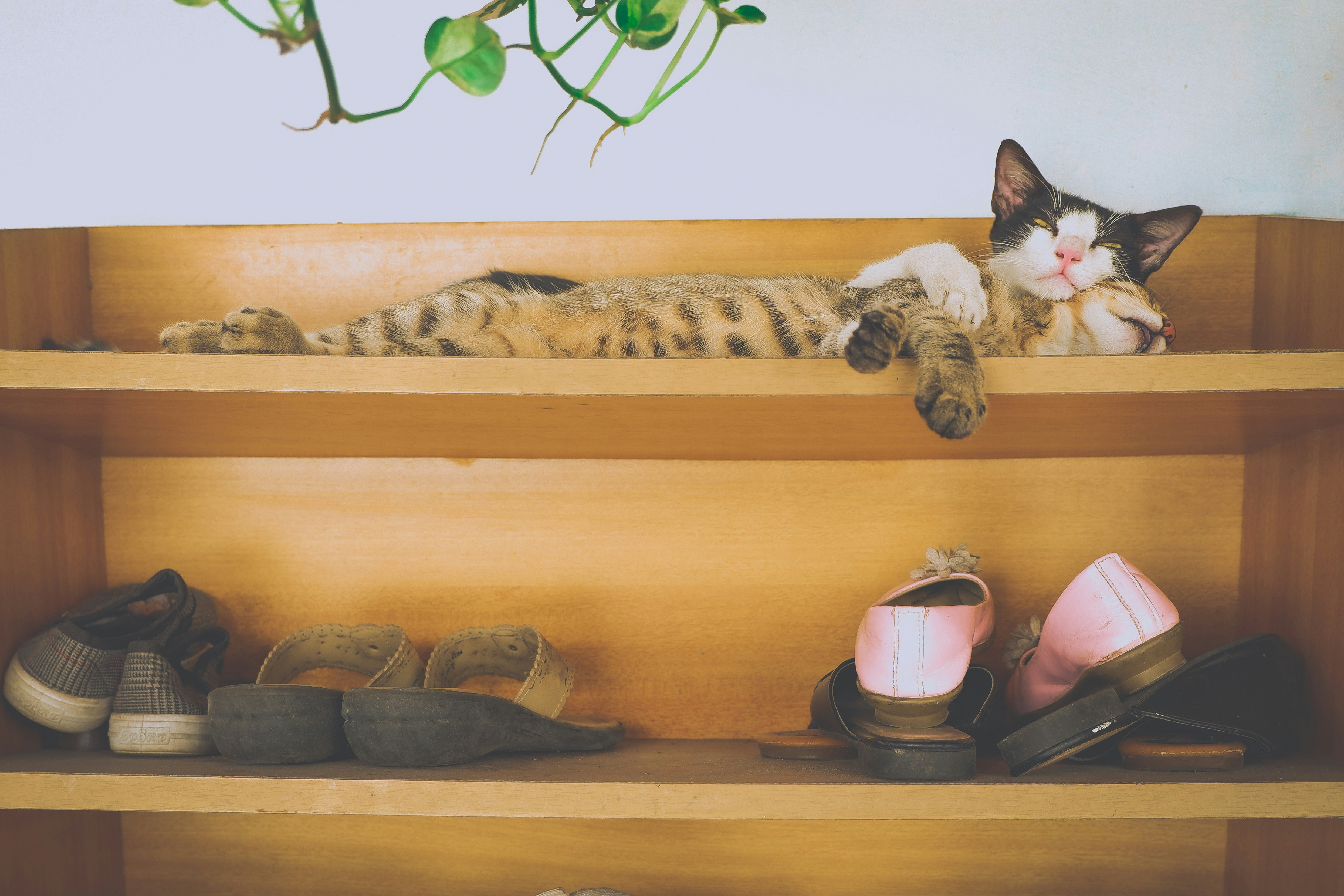 a cat laying on top of a wooden shelf