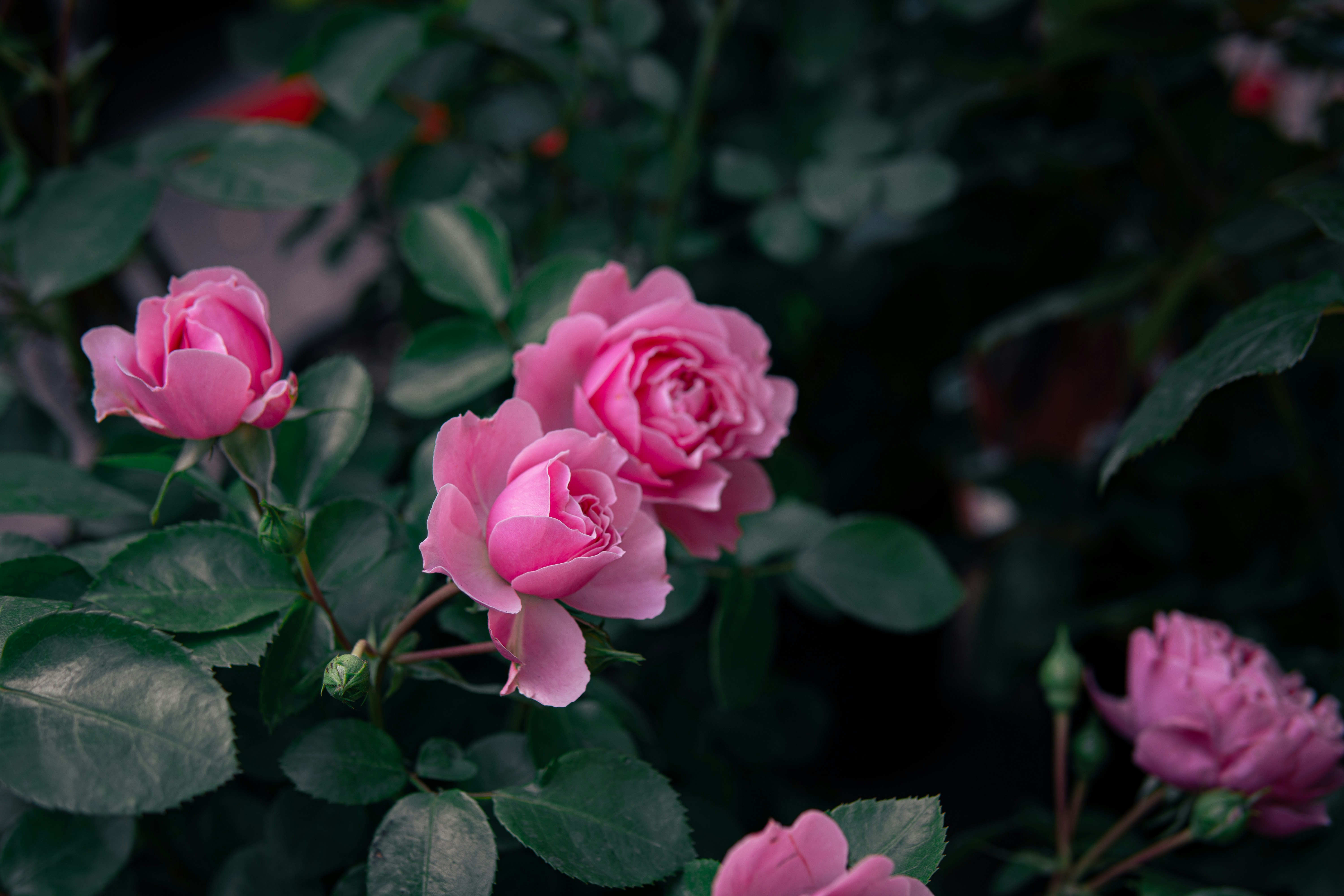 Photo by barthelemy_r