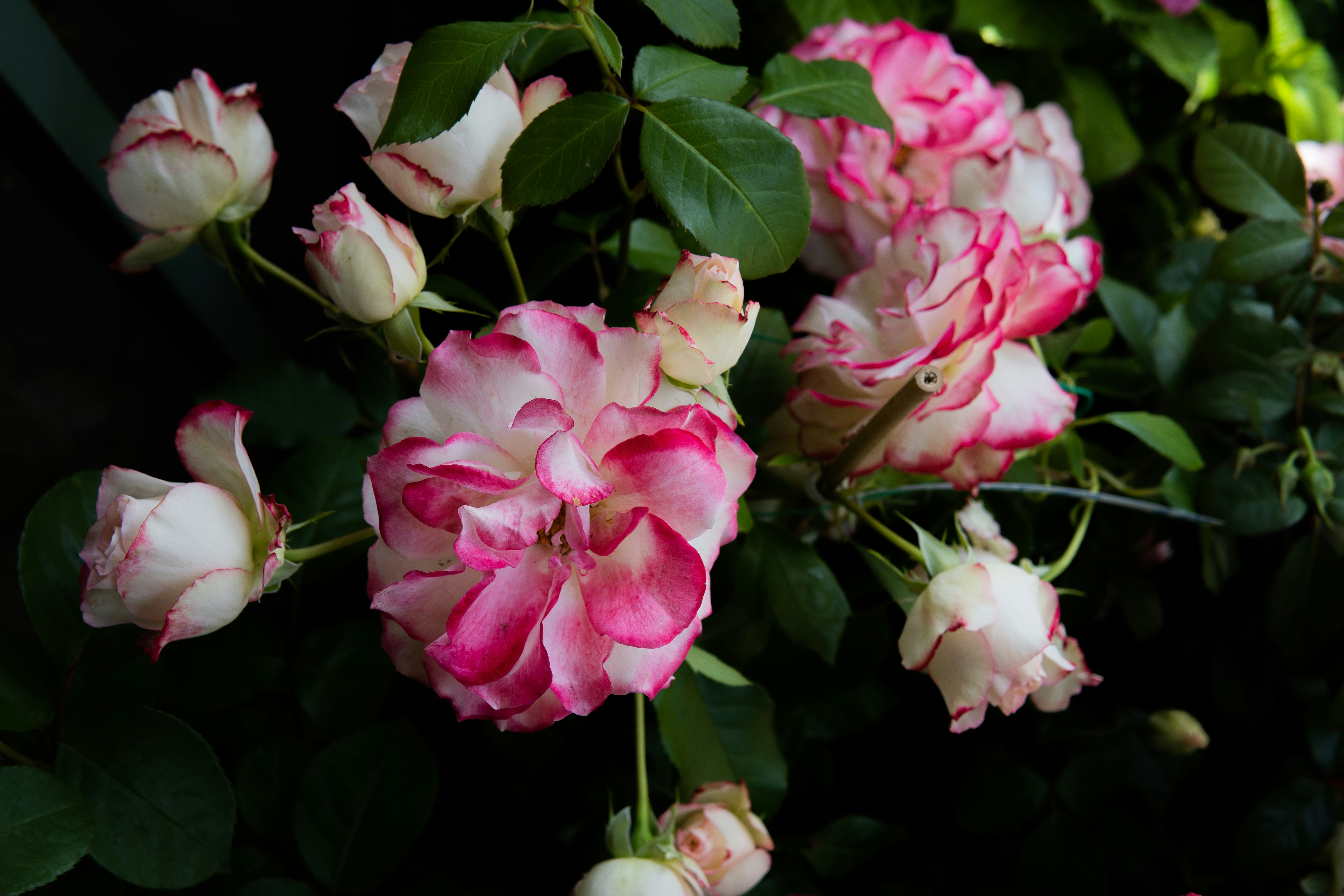 Photo by barthelemy_r