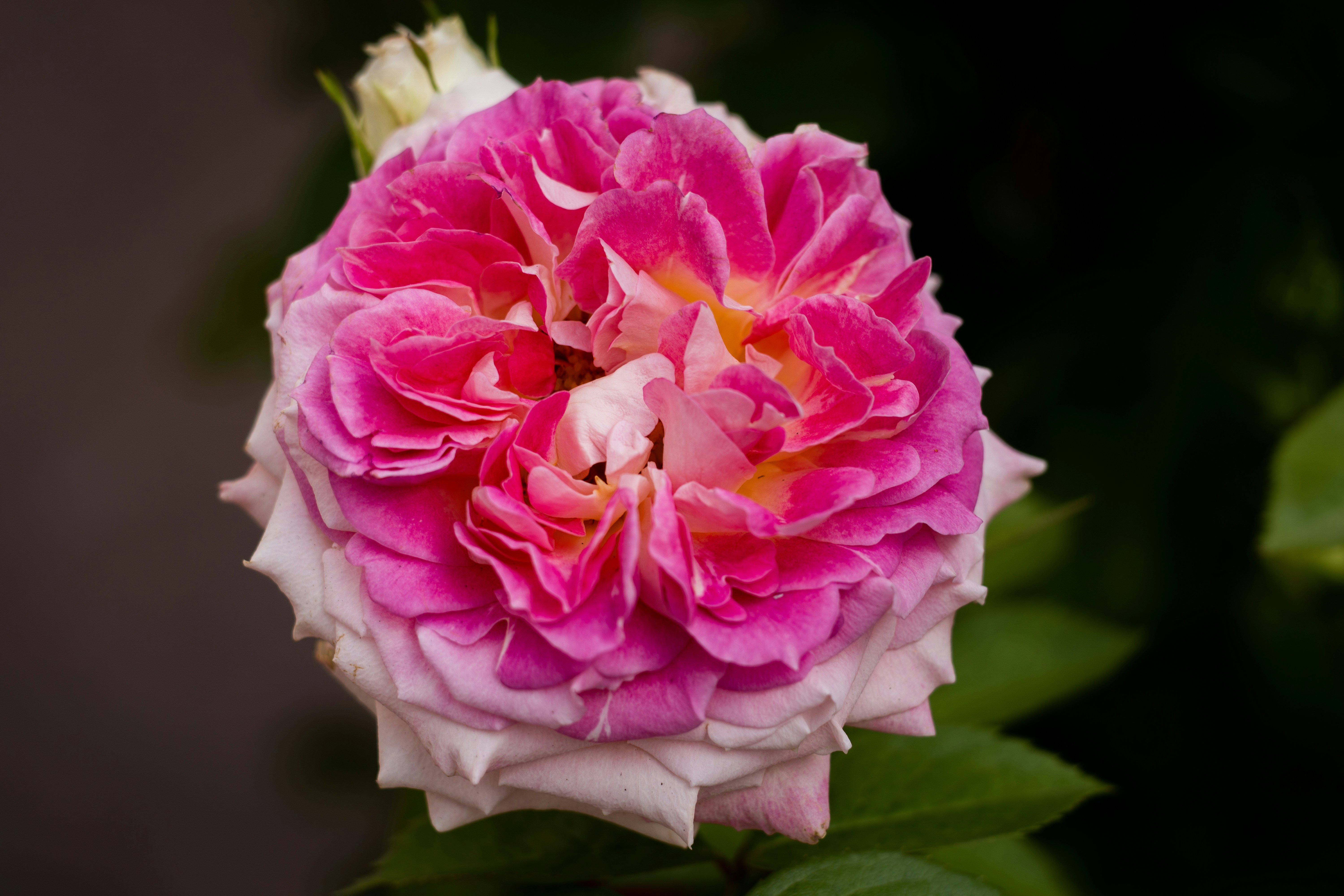 Photo by barthelemy_r