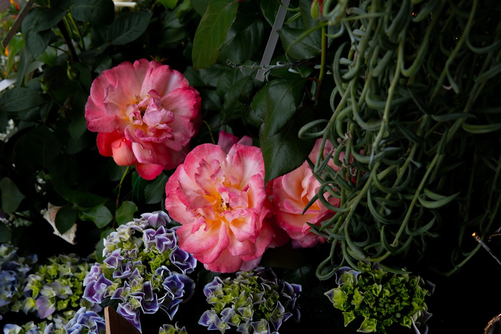 a group of pink and purple flowers in a garden