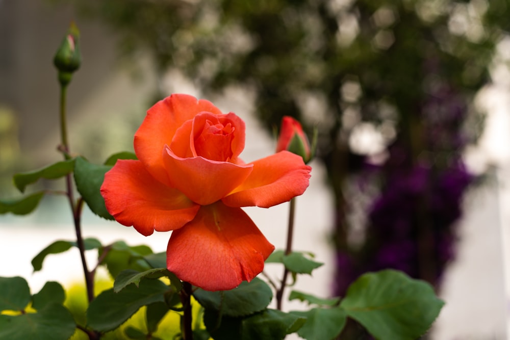 a red rose with green leaves in a pot