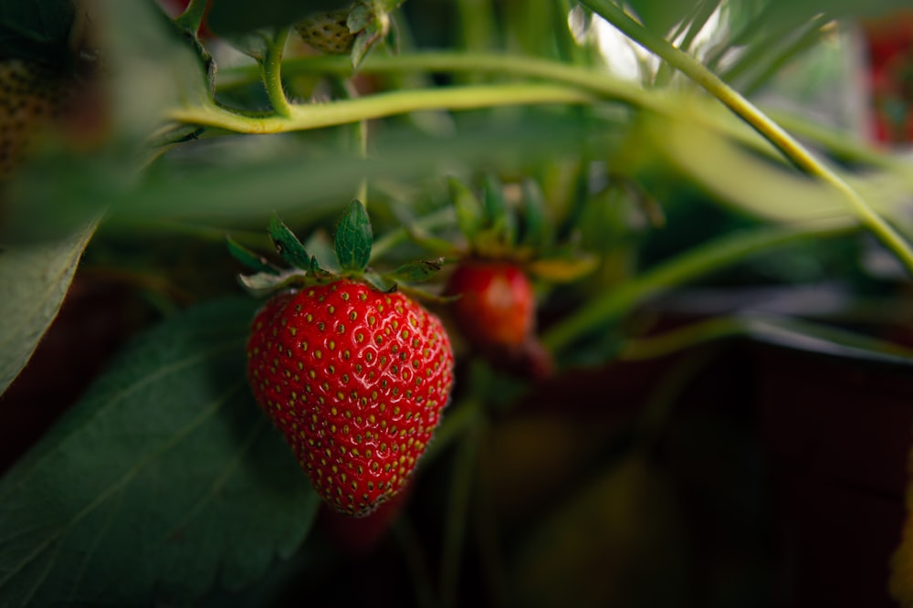 a close up of a strawberry on a plant