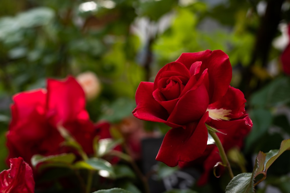 a close up of a red rose in a garden