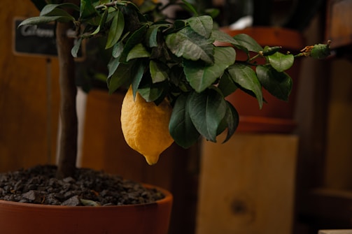Close-up of a healthy lemon tree growing in a pot.