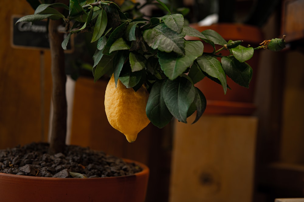 a lemon hanging from a tree in a pot