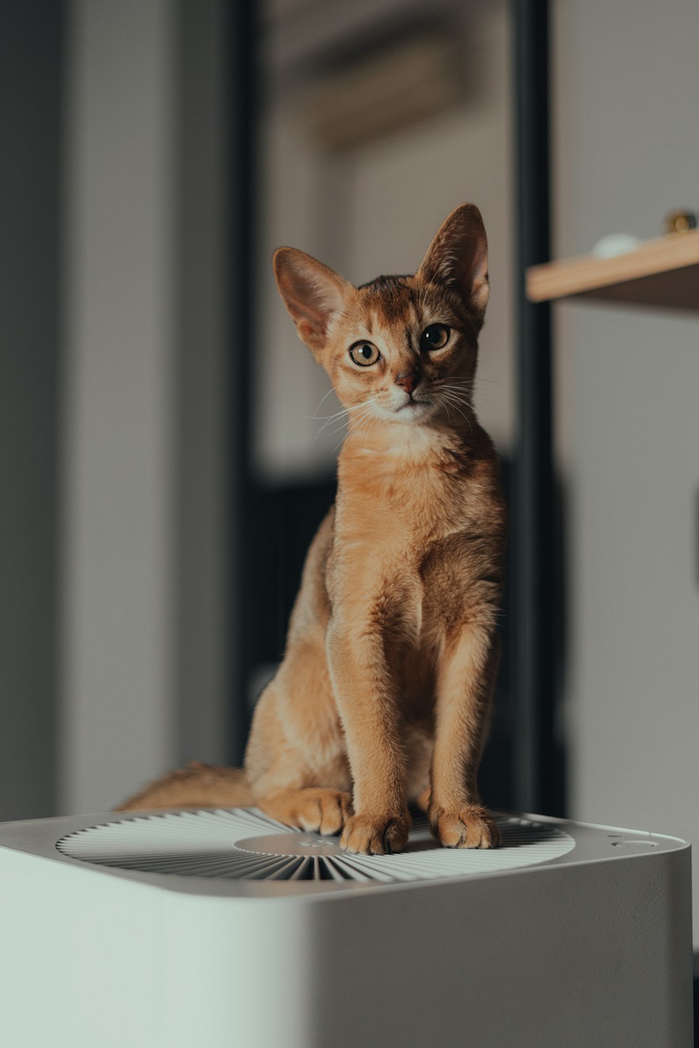 a small cat sitting on top of a table