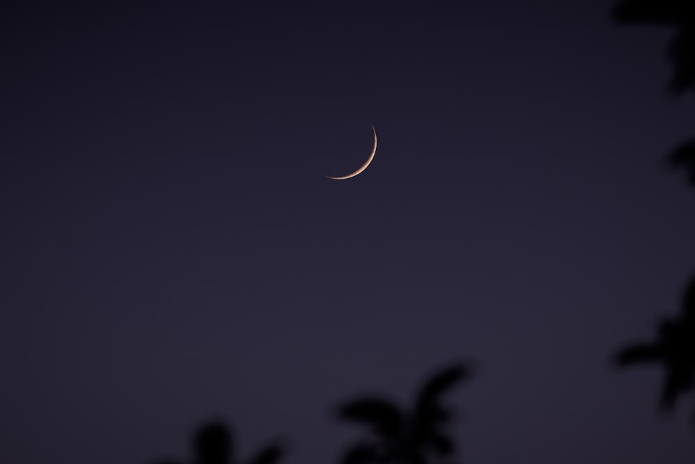 a crescent moon is seen through the branches of a tree