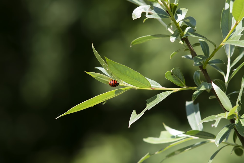 a lady bug sitting on top of a green leaf