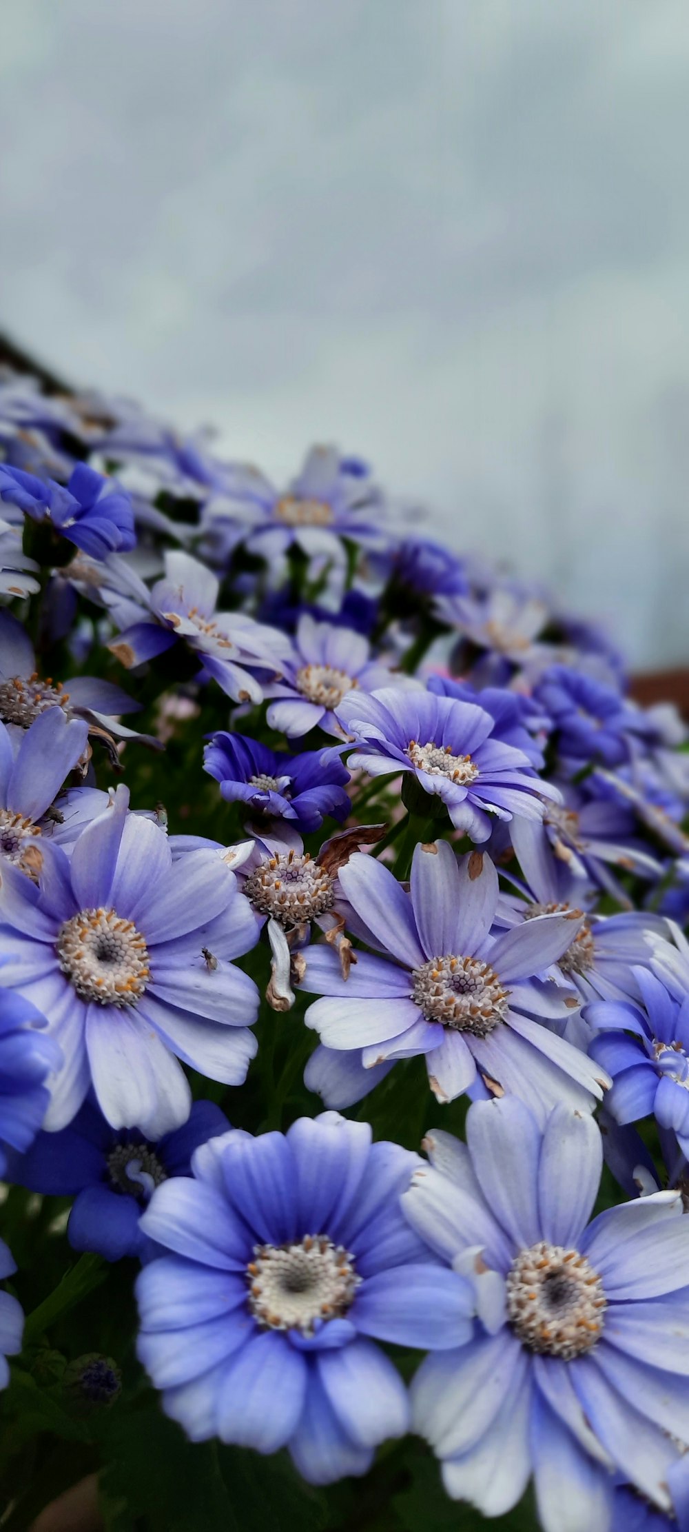 a bunch of blue flowers that are in the grass