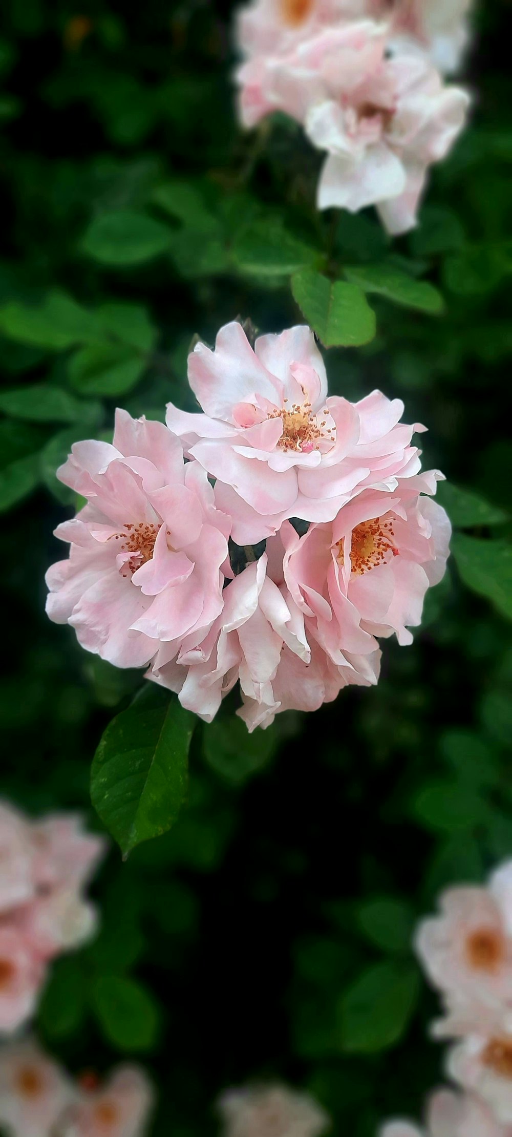 a group of pink flowers with green leaves