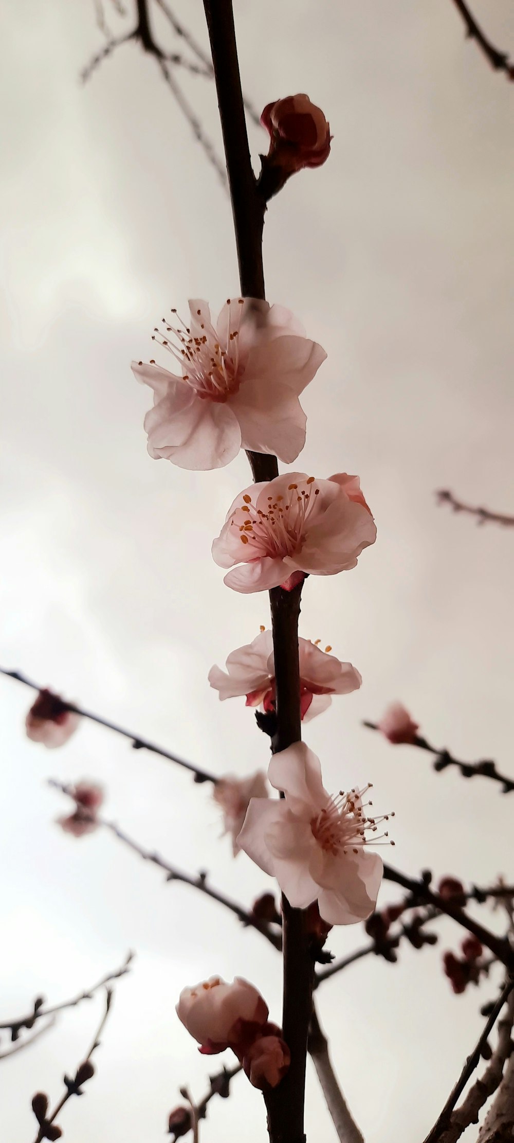 a branch of a cherry tree with pink flowers