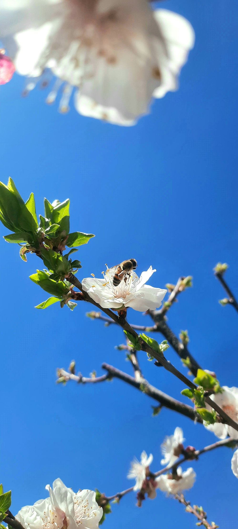 a bee sitting on a branch of a blossoming tree