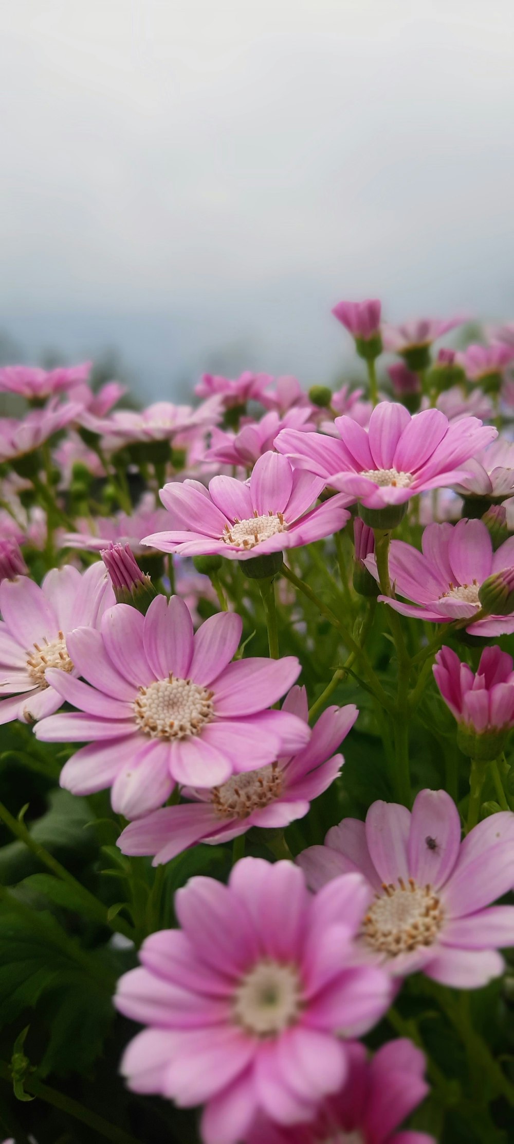 a field of pink flowers on a cloudy day