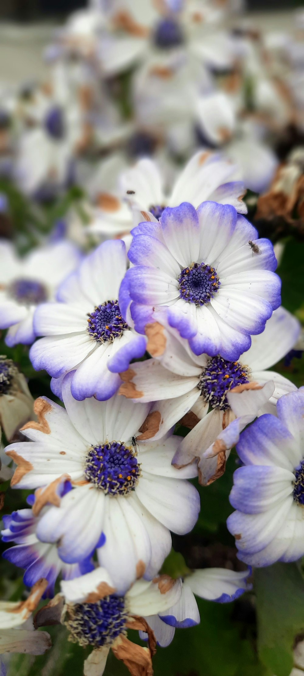 a bunch of white and blue flowers with green leaves
