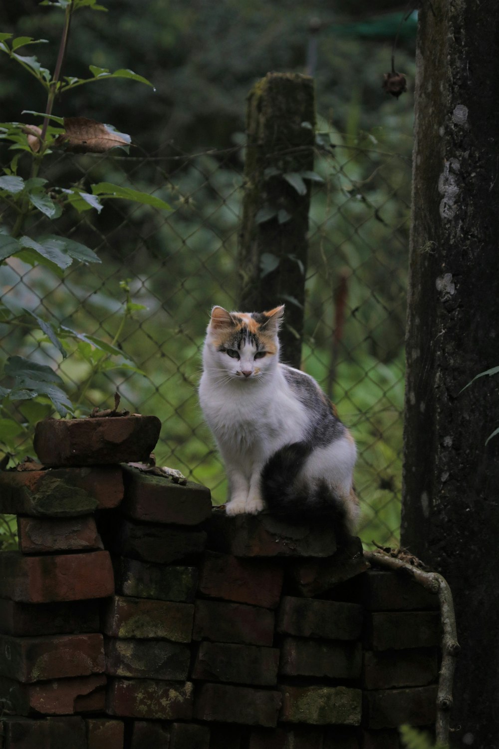 a cat sitting on top of a brick wall