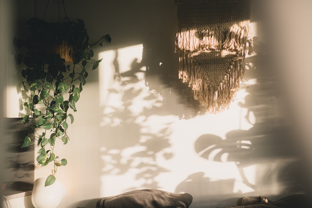 a plant casts a shadow on a wall