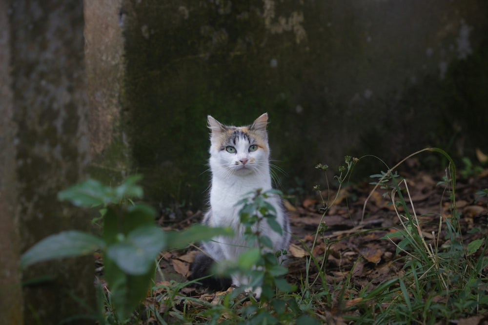 a cat sitting on the ground in the woods