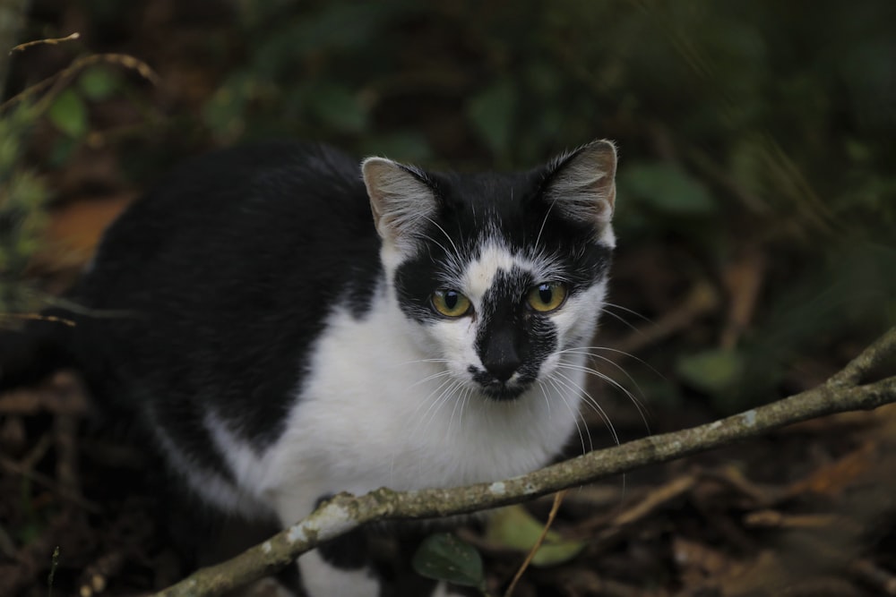 a black and white cat sitting on top of a tree branch