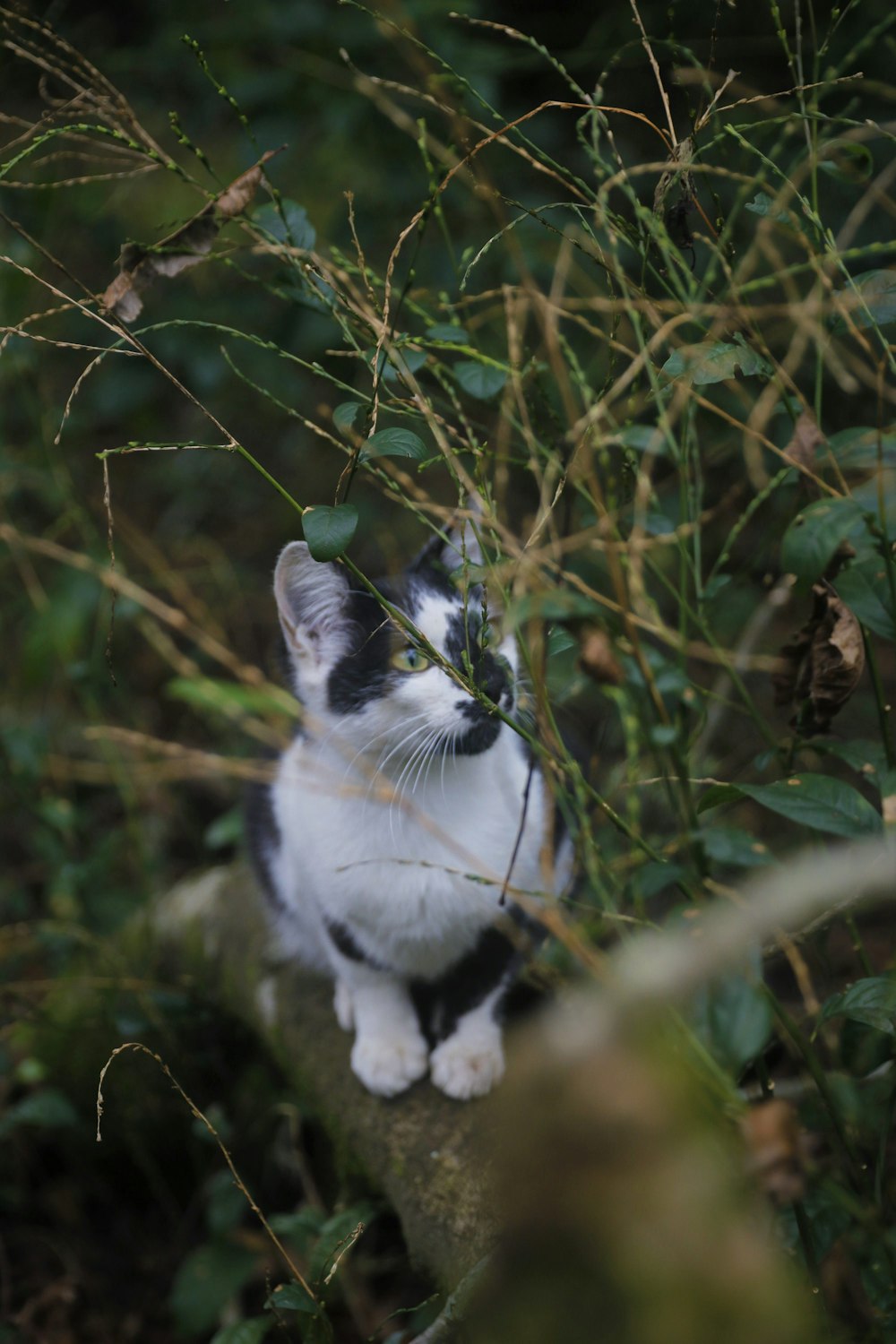 a black and white cat sitting on top of a tree branch