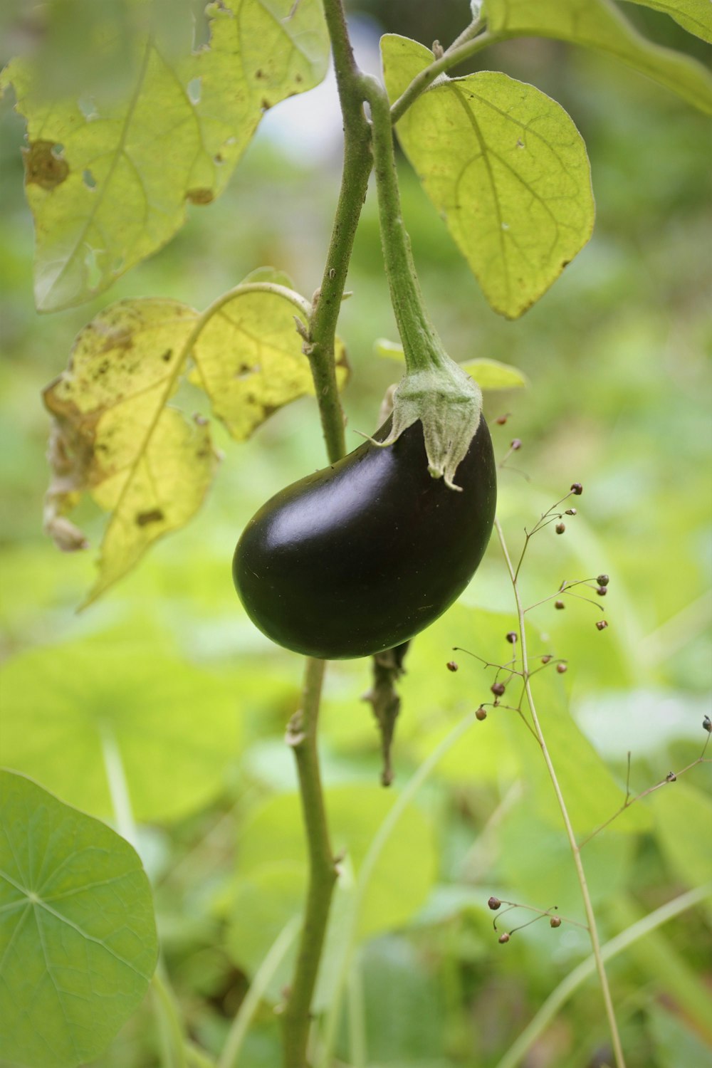 a black eggplant growing on a plant in a garden