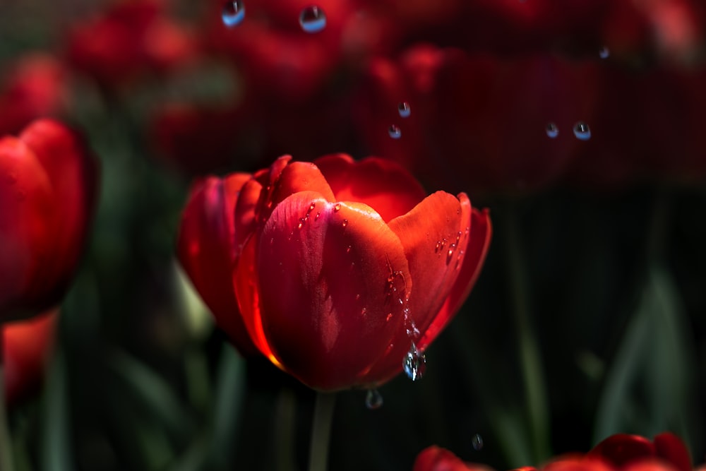 Un primo piano di un fiore rosso con gocce d'acqua
