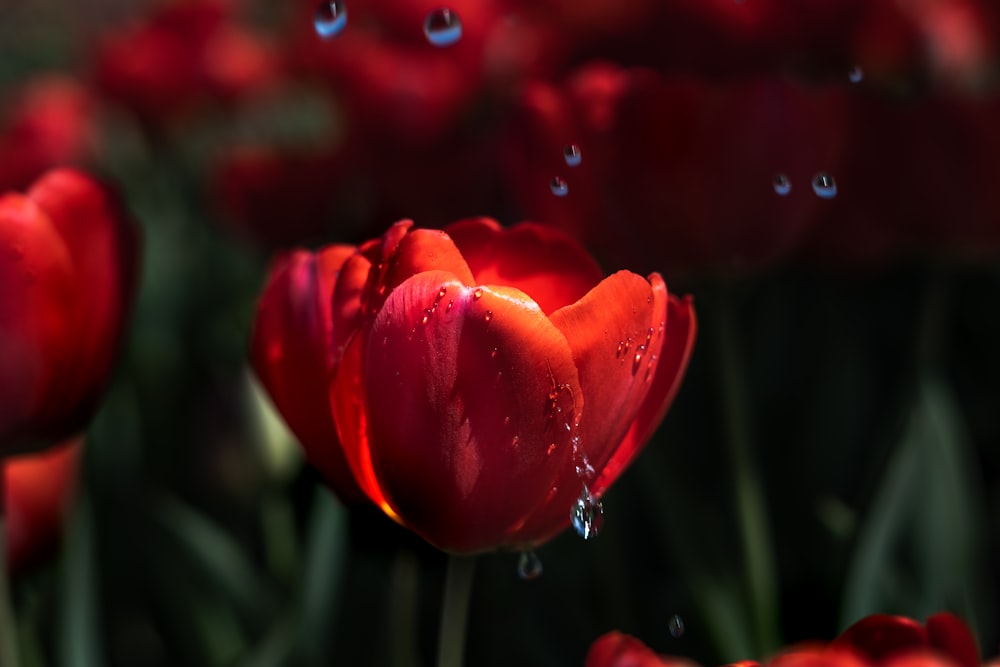 a close up of a red flower with water droplets