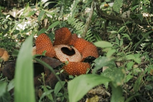 Rafflesia, the world's largest flower.