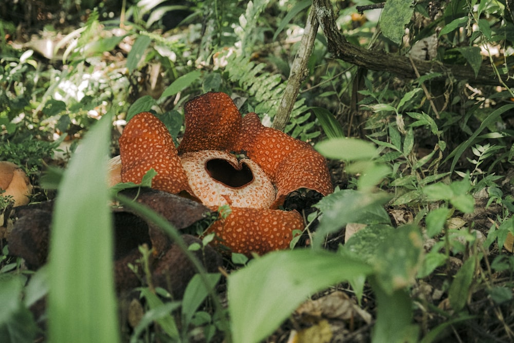 a red mushroom sitting in the middle of a forest