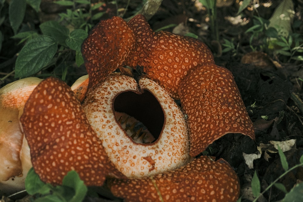 a close up of a flower on the ground