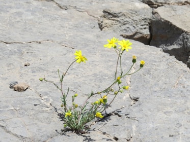 Yellow flowers growing amidst cracks in a rocky surface, showcasing resilience and natural beauty.