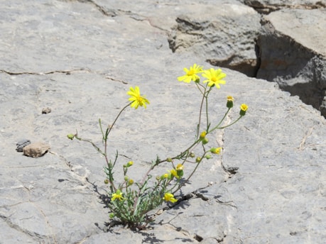 Yellow flowers growing amidst cracks in a rocky surface, showcasing resilience and natural beauty.