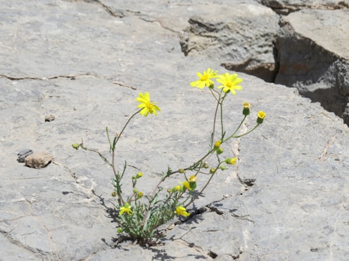 Wildflowers blooming through cracks in a stone pathway, symbolizing resilience.