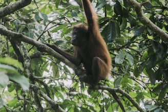 a monkey hanging from a tree branch in a forest