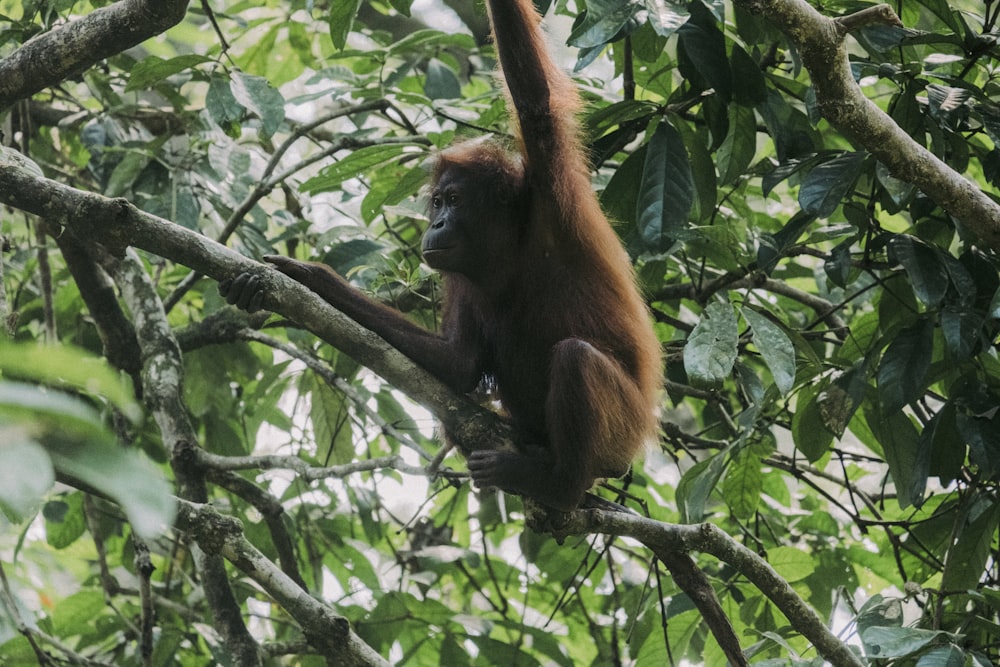 a monkey hanging from a tree branch in a forest