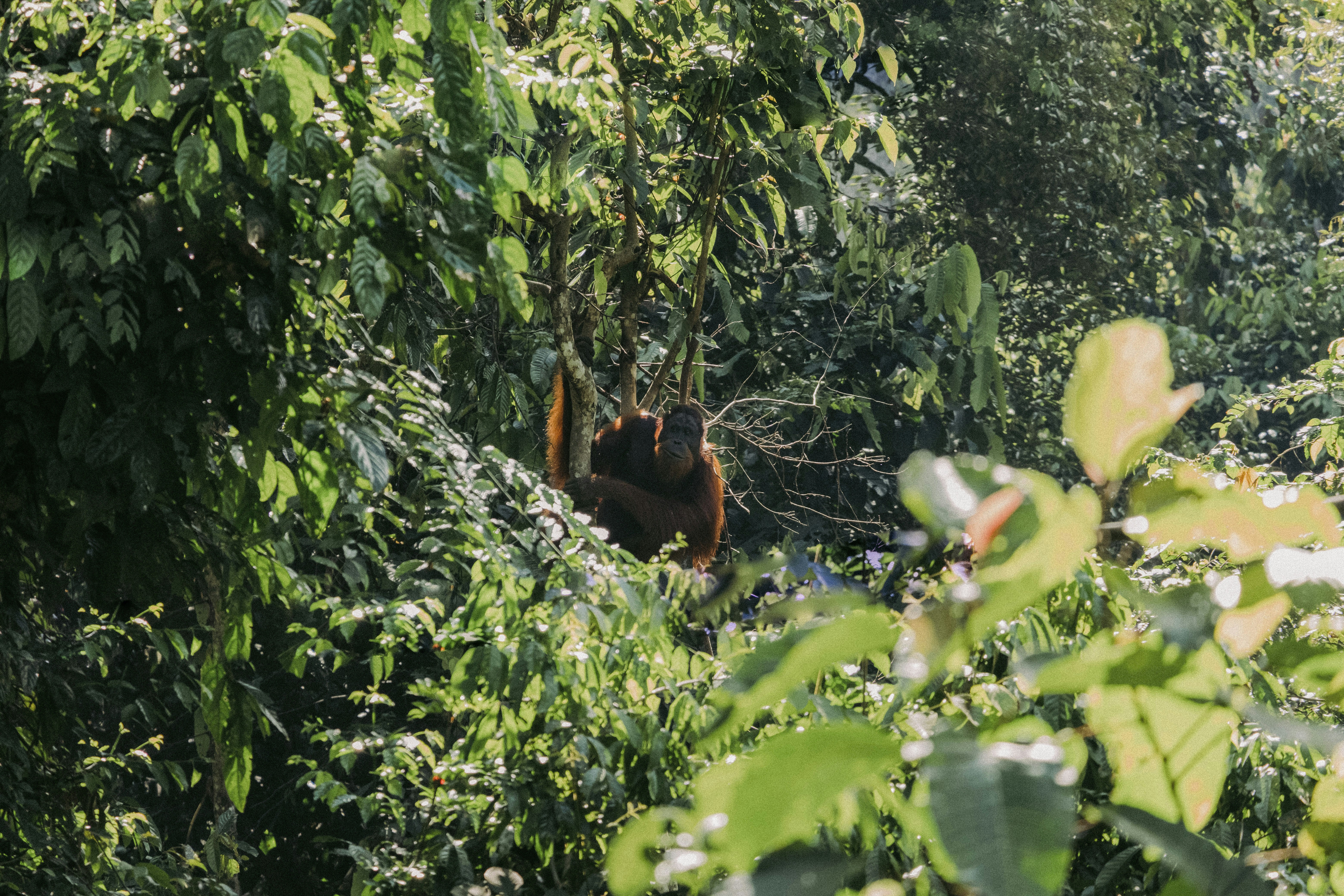 an oranguel hanging from a tree in the jungle, 