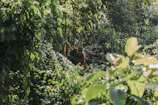 an oranguel hanging from a tree in the jungle